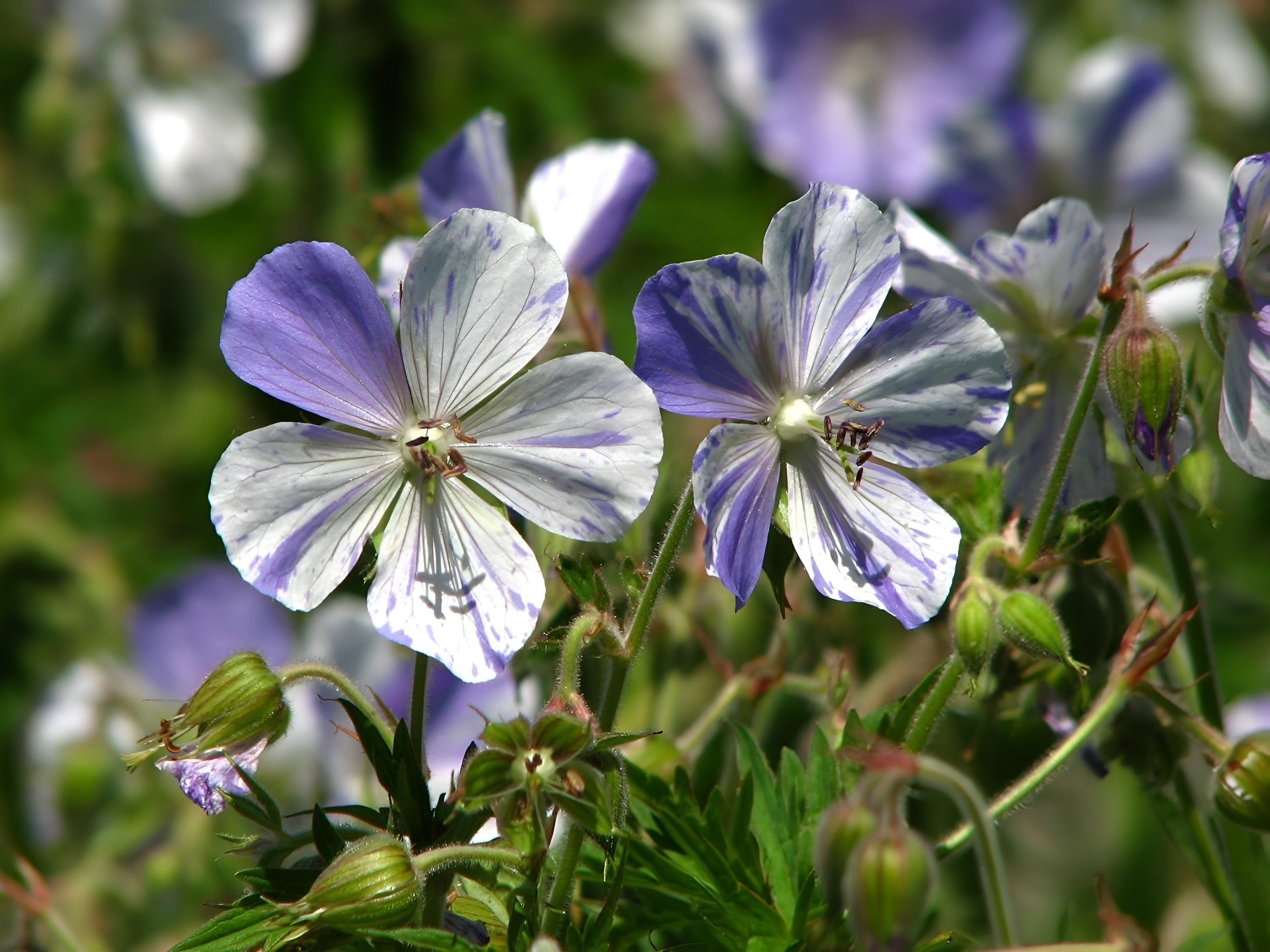 Geranium pratense 'Splish Splash' / Bunter Storchschnabel