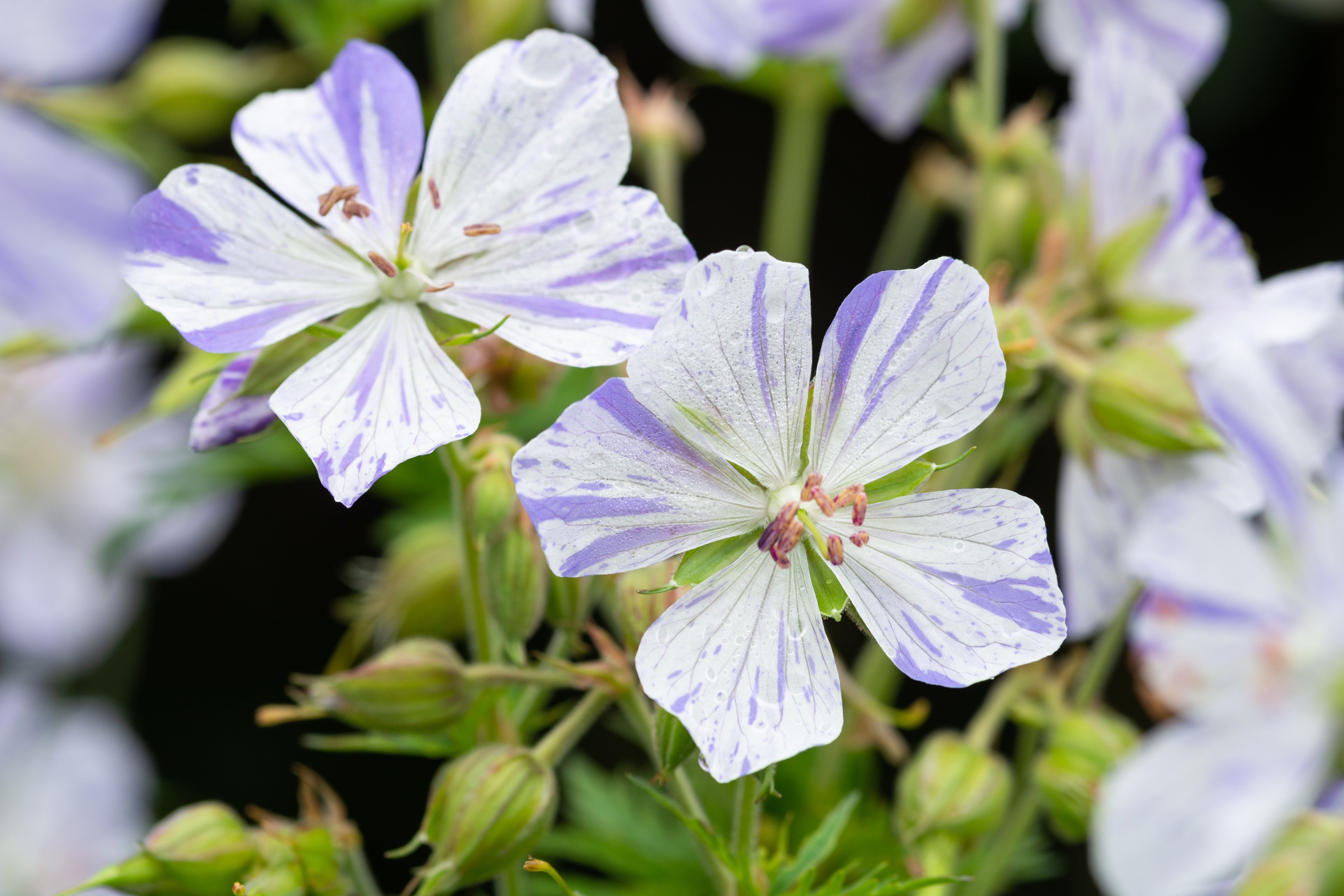 Geranium pratense 'Splish Splash' / Bunter Storchschnabel