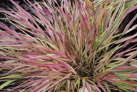 Hakonechloa macra 'Naomi' / Japanisches Berggras