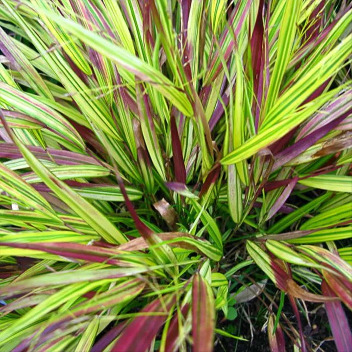 Hakonechloa macra 'Naomi' / Japanisches Berggras