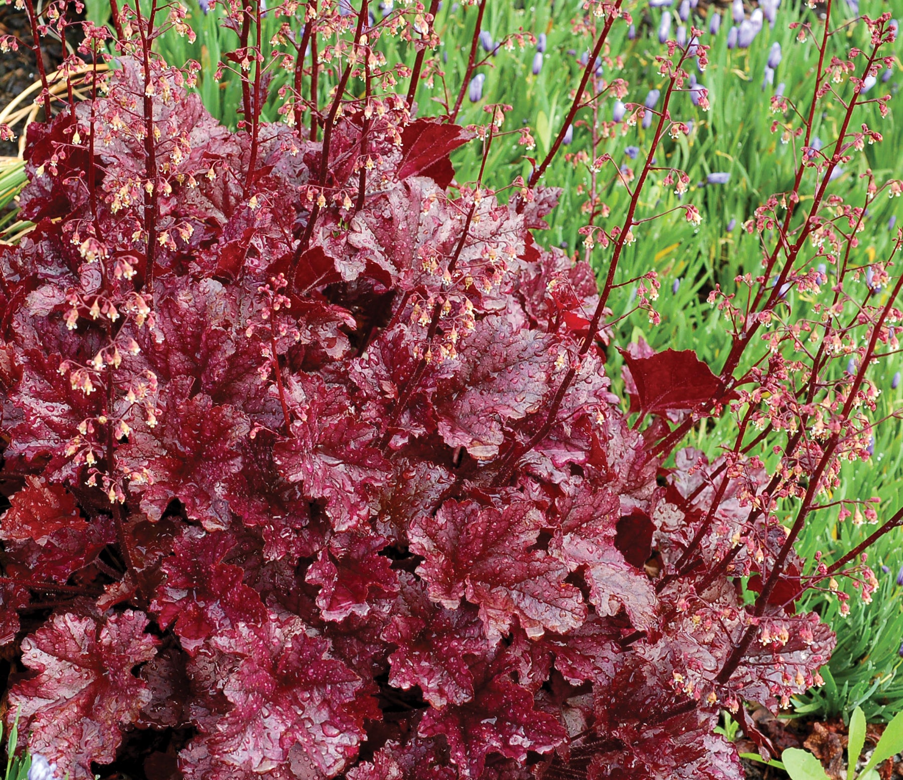 Heuchera Hybride 'Berry Marmalade' / Purpurglöckchen