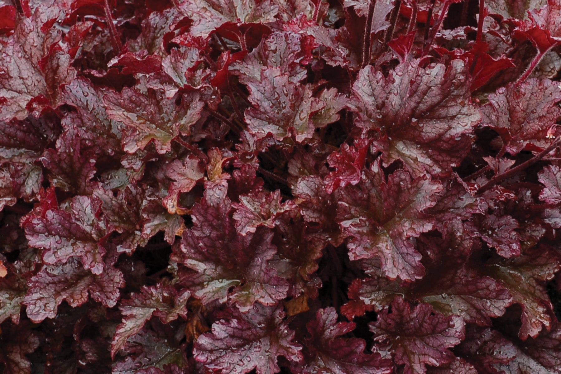 Heuchera Hybride 'Berry Marmalade' / Purpurglöckchen