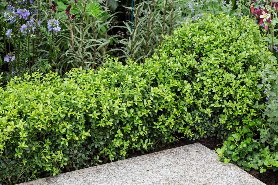 Ilex crenata 'Green Hedge' / Japanische Stechpalme