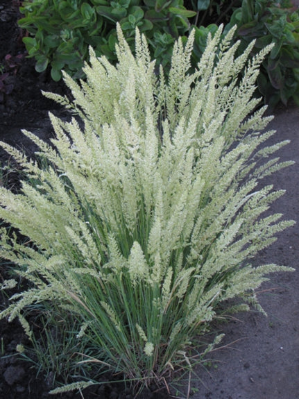 Koeleria glauca / Blaues Schillergras