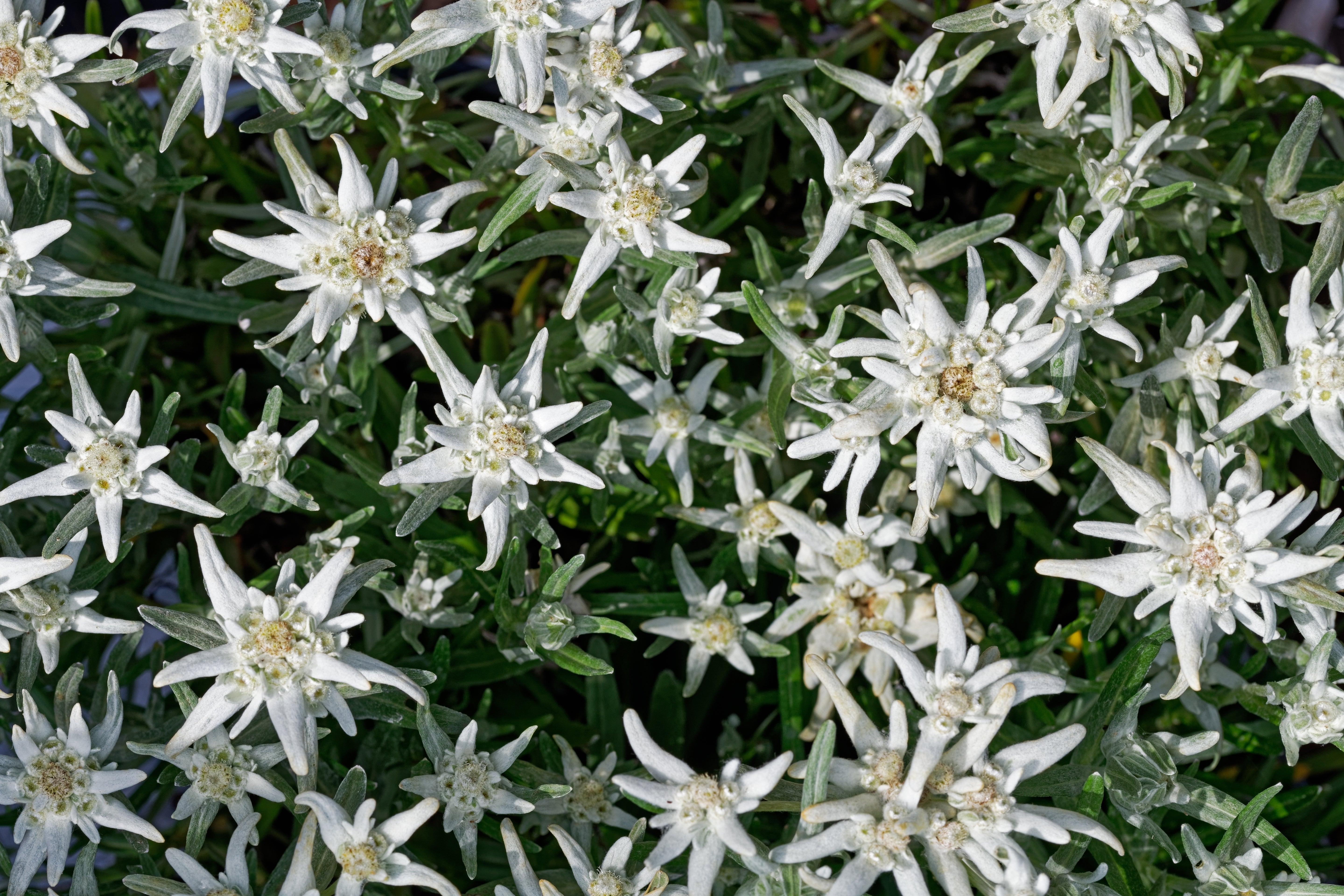 Leontopodium souliei 'Alpina White' / Edelweiss