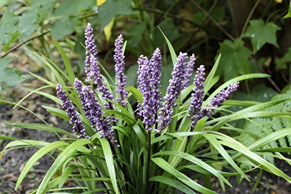 Liriope muscari 'Lilac Wonder' / Lilientraube