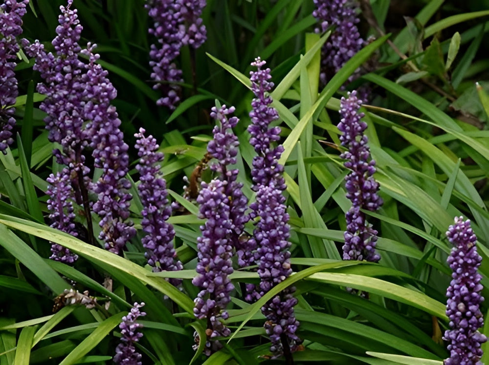 Liriope muscari 'Lilac Wonder' / Lilientraube