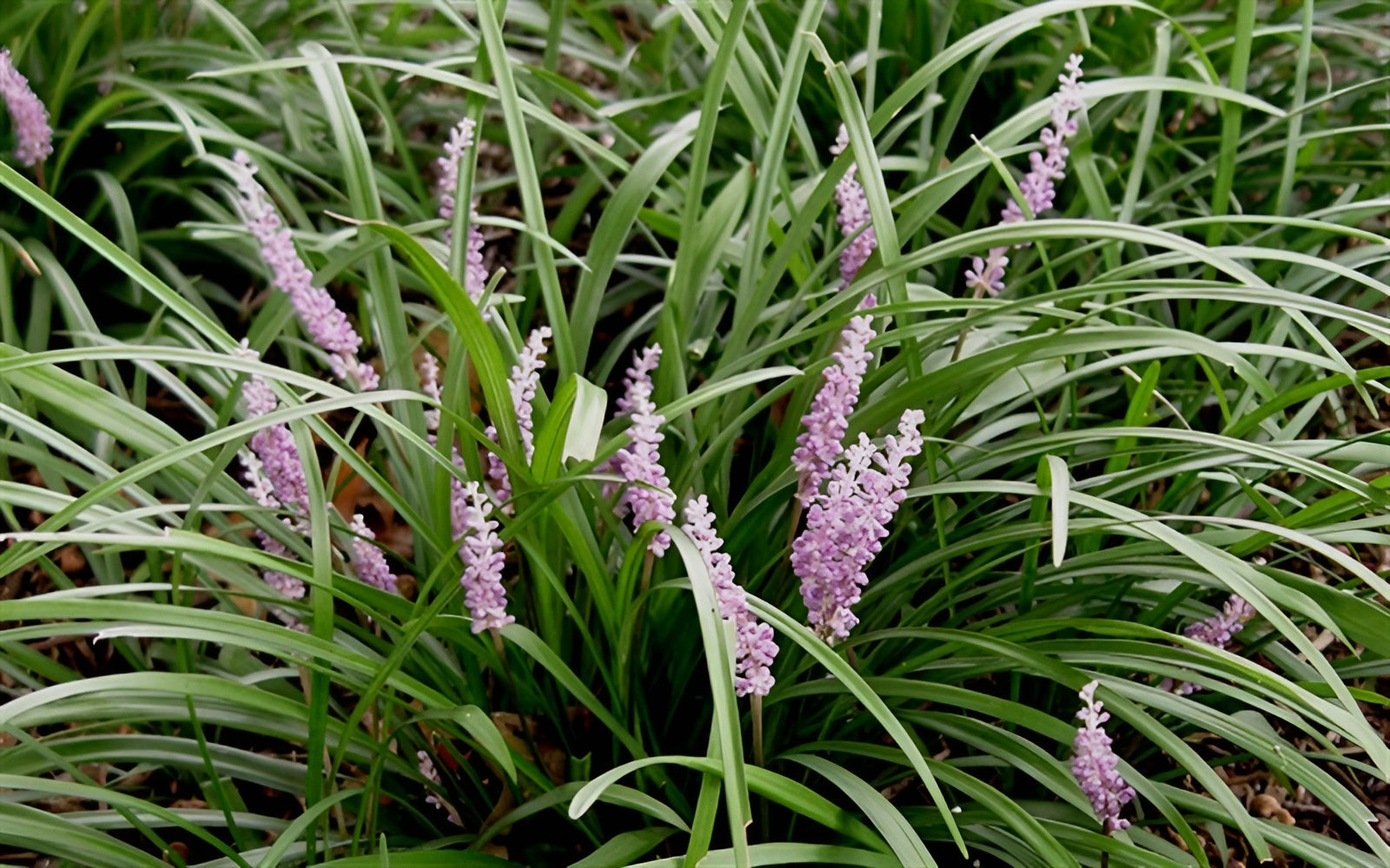 Liriope muscari 'Samantha' / Rosa Lilientraube