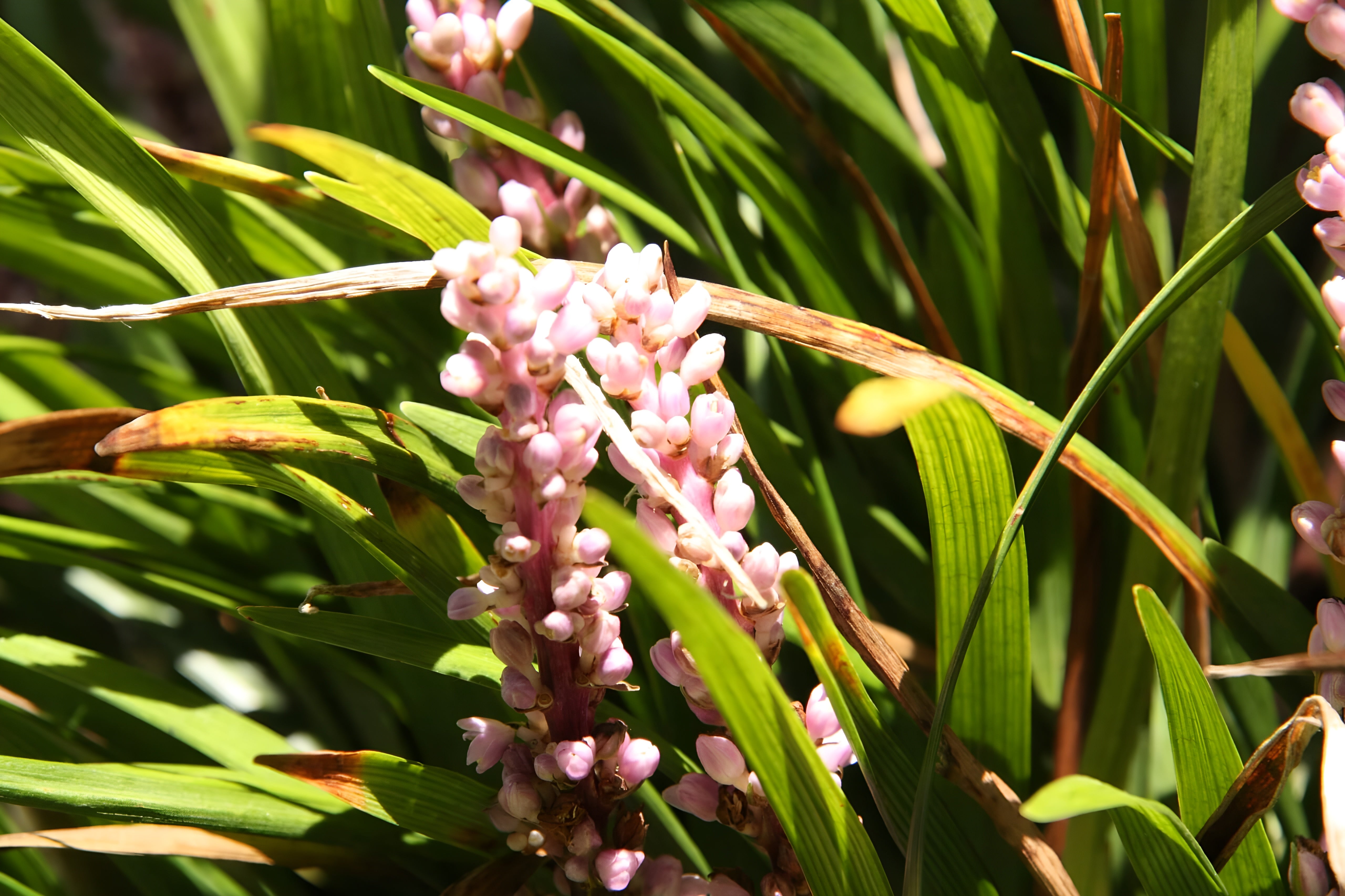 Liriope muscari 'Samantha' / Rosa Lilientraube