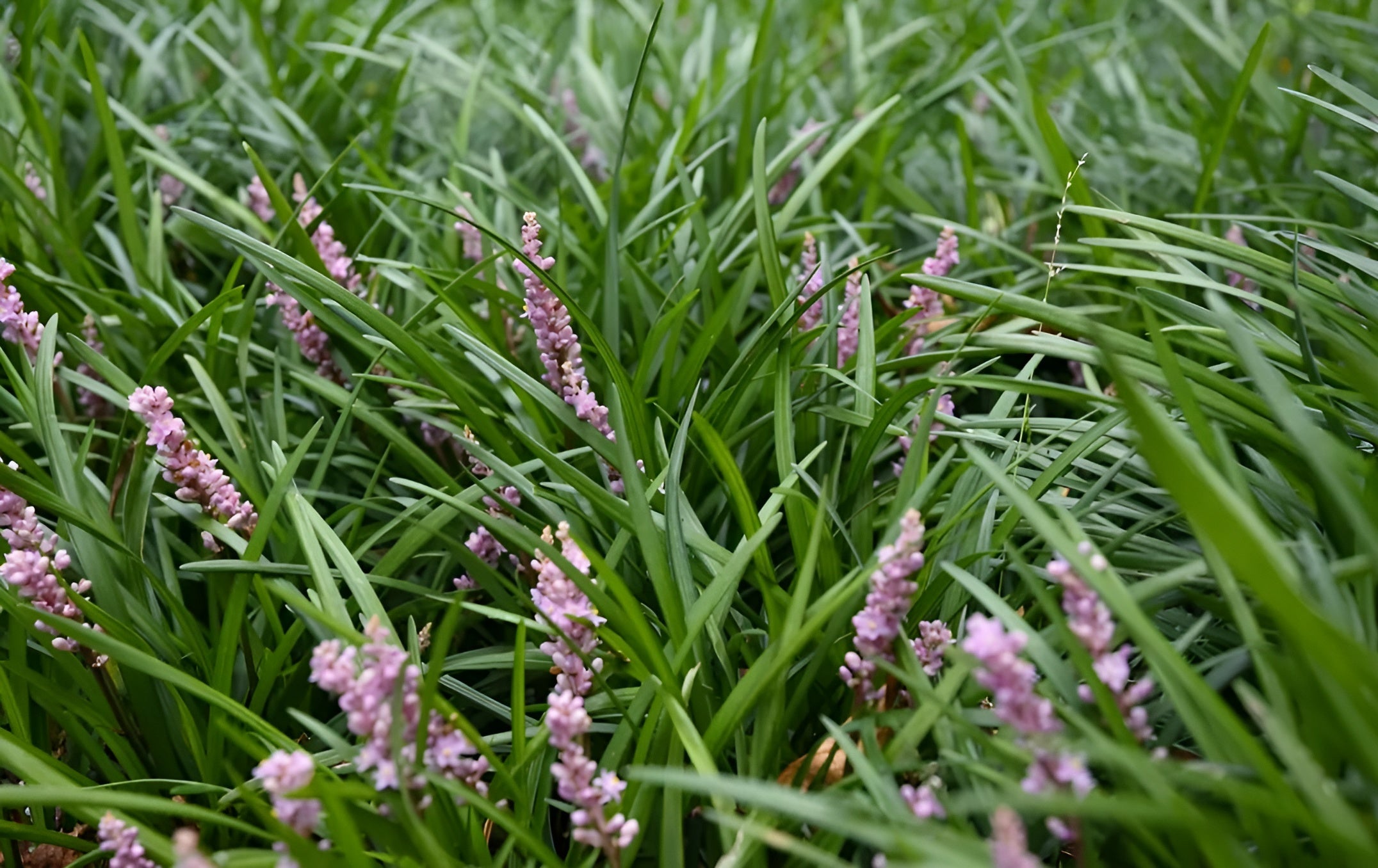 Liriope muscari 'Samantha' / Rosa Lilientraube