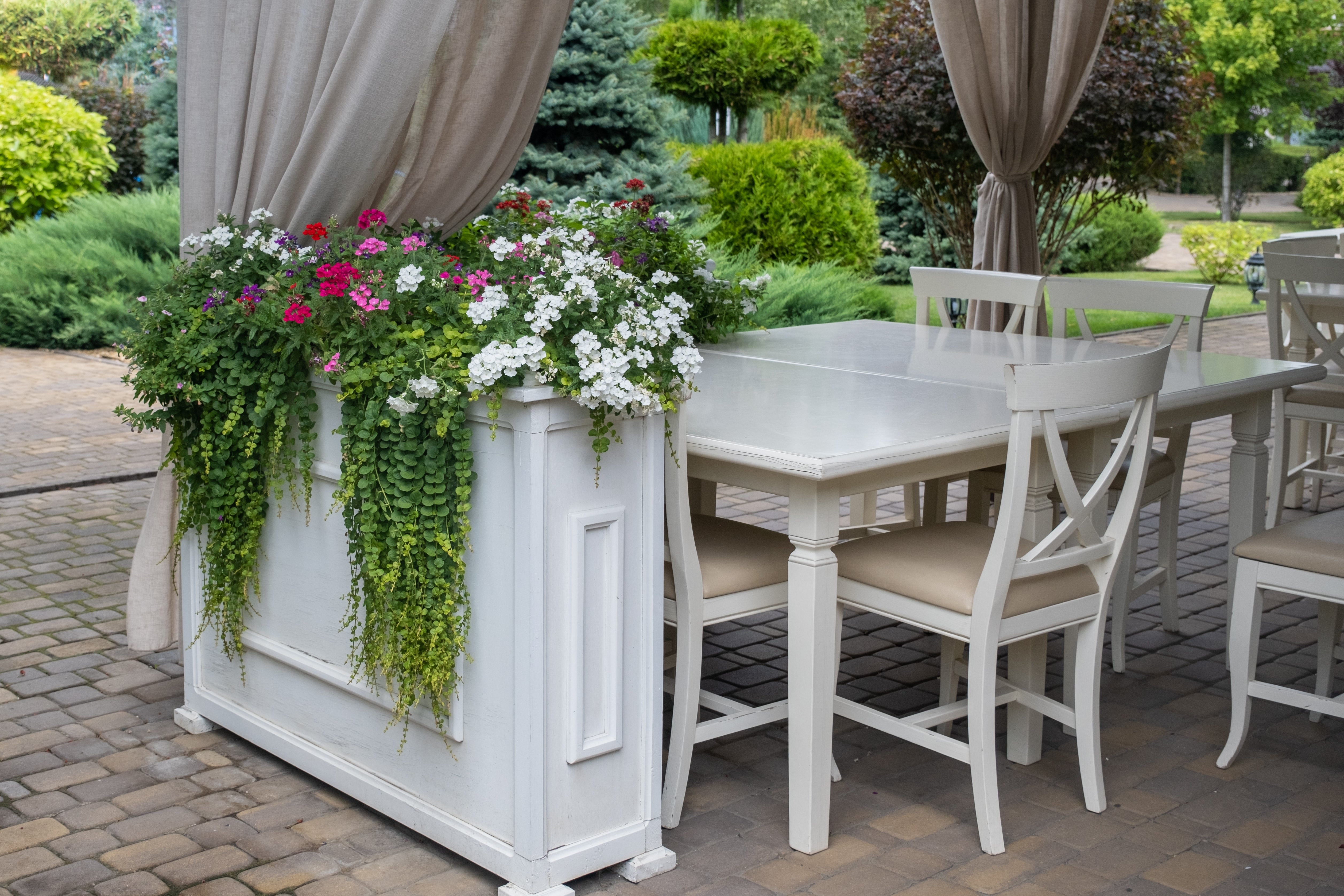 Lysimachia nummularia / Pfennigkraut