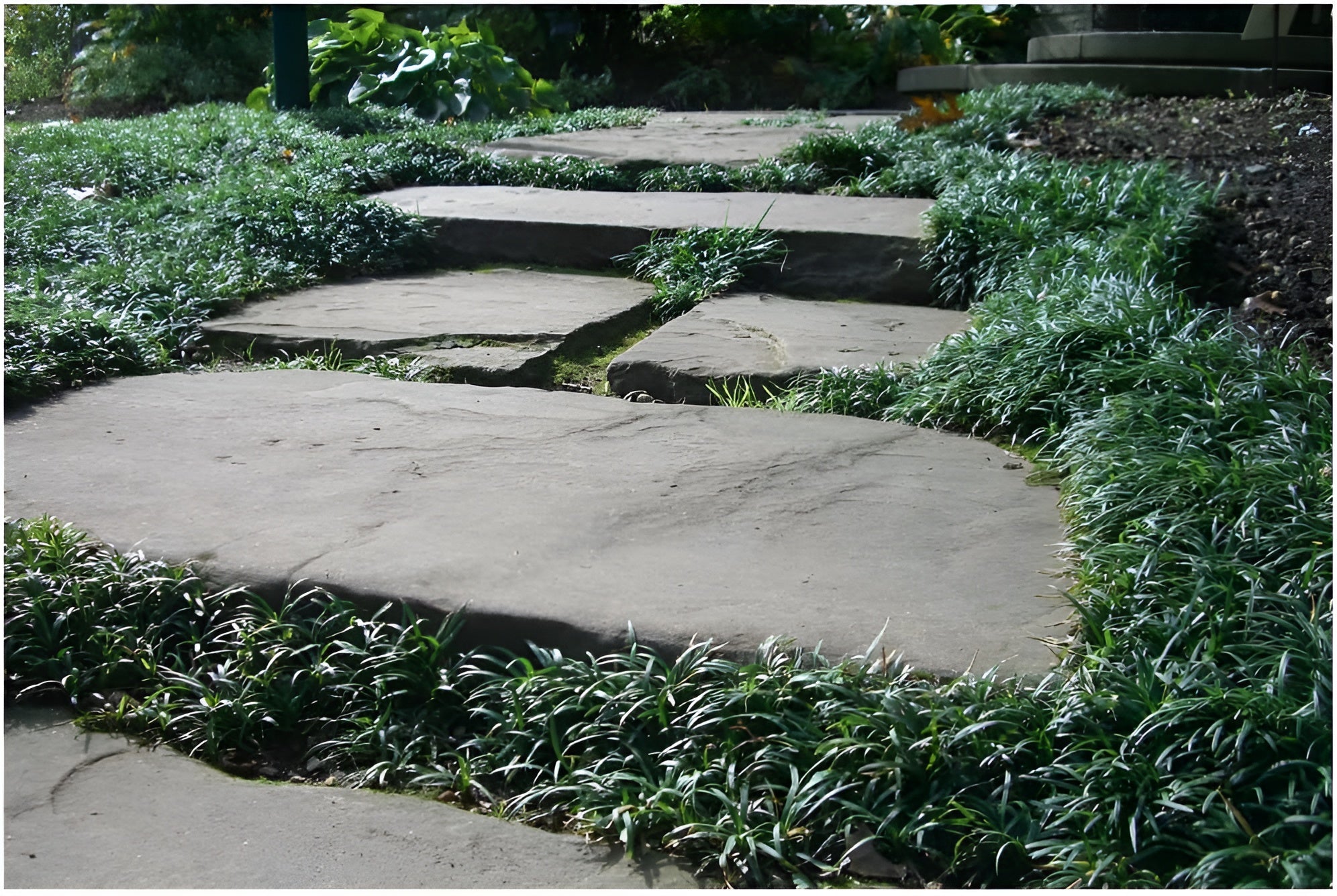 Ophiopogon japonicus ‚Nana' / Zwerg-Schlangenbart