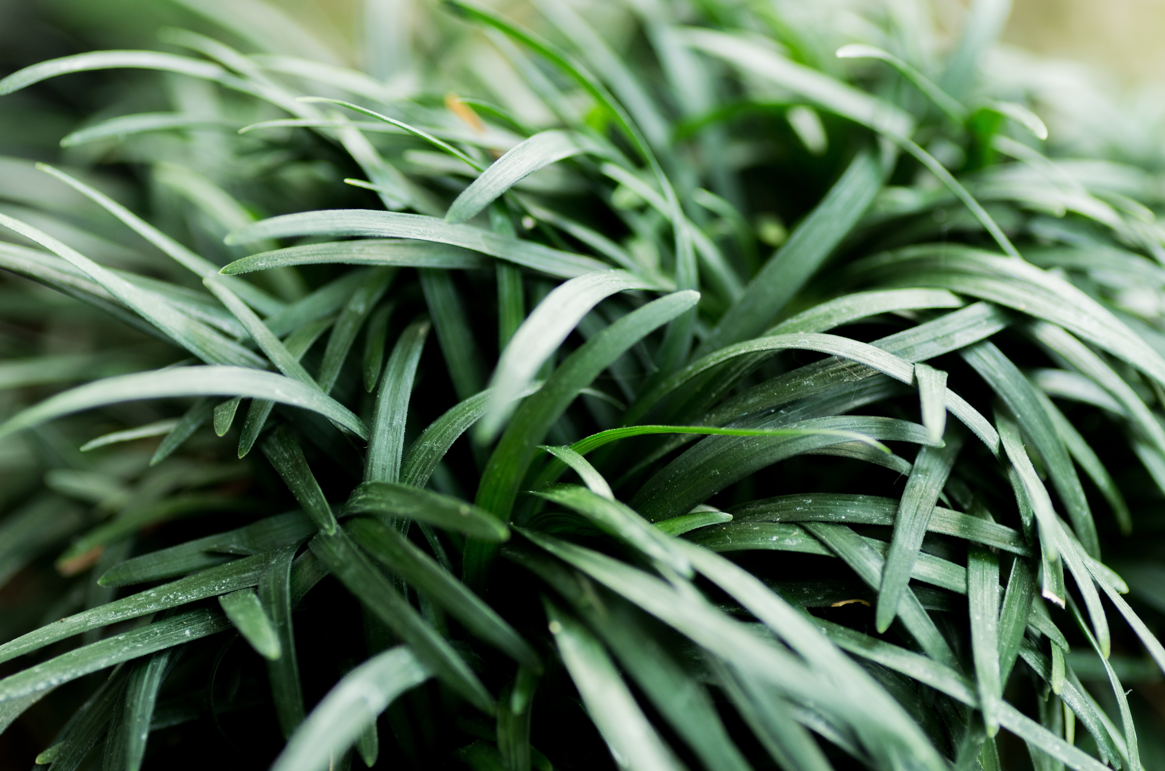 Ophiopogon japonicus ‚Nana' / Zwerg-Schlangenbart