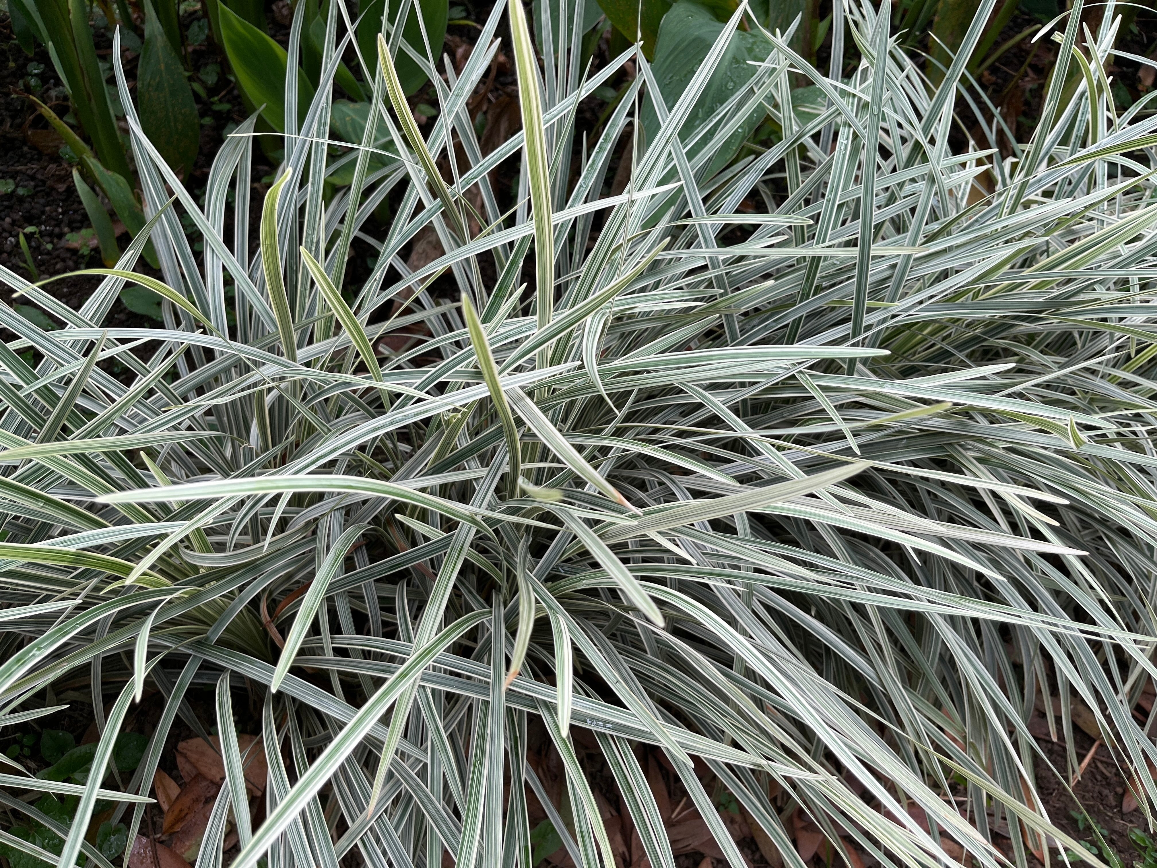 Ophiopogon japonicus 'Silver Dragon' / Bunter Japanischer Schlangenbart