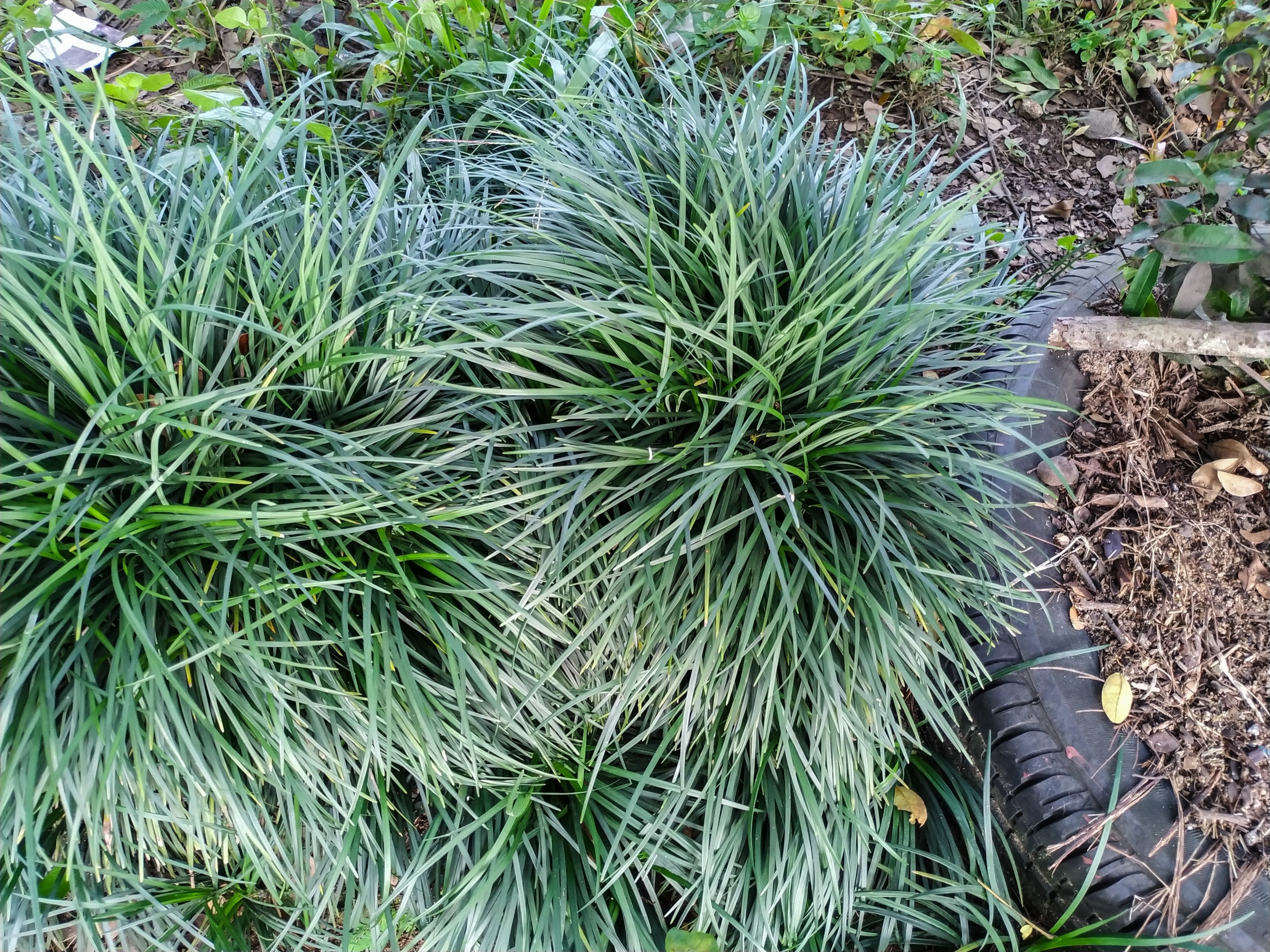 Ophiopogon japonicus 'Sparkler' / Japanischer Schlangenbart