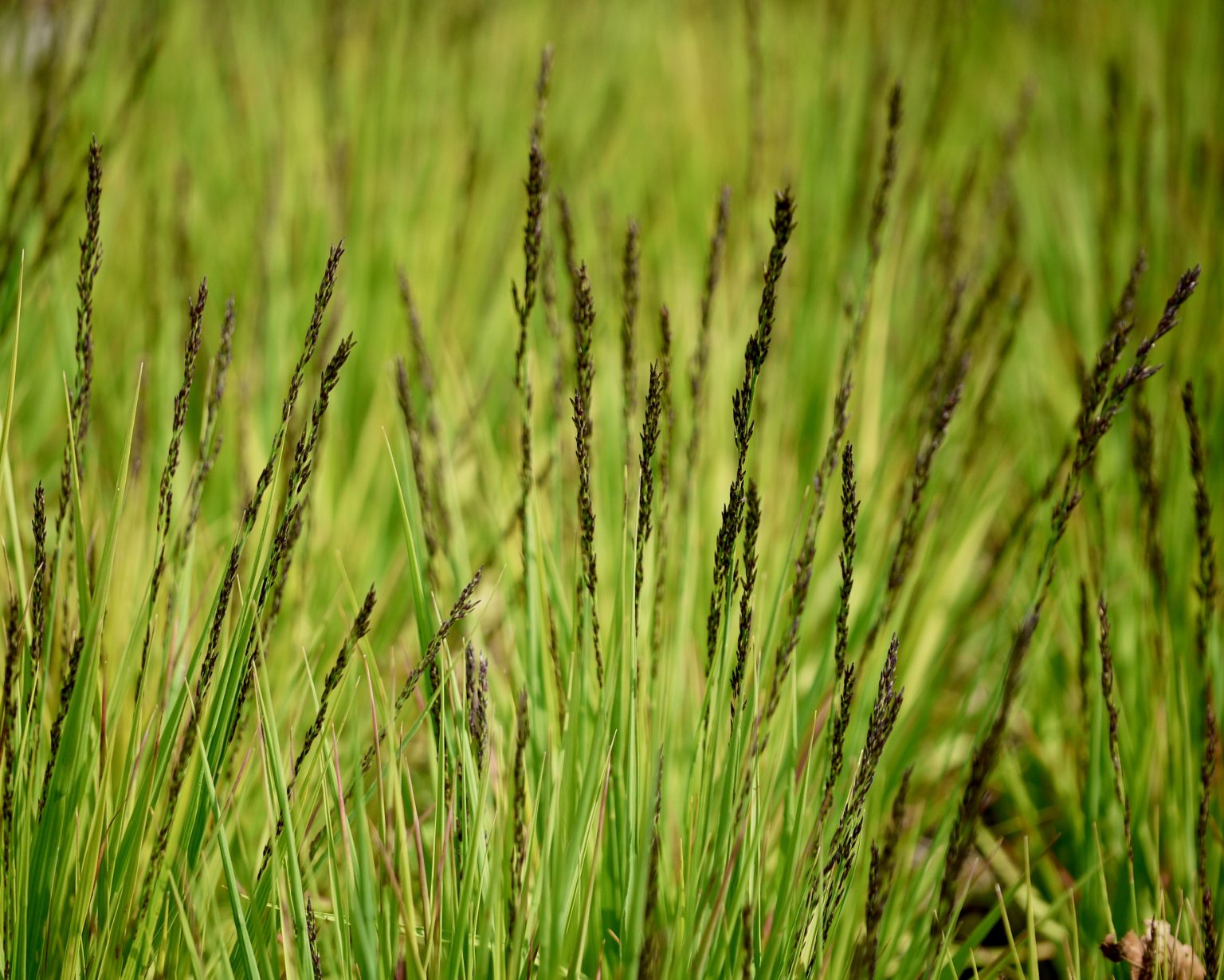 Molinia caerulea 'Igel' / Kleines Pfeifengras