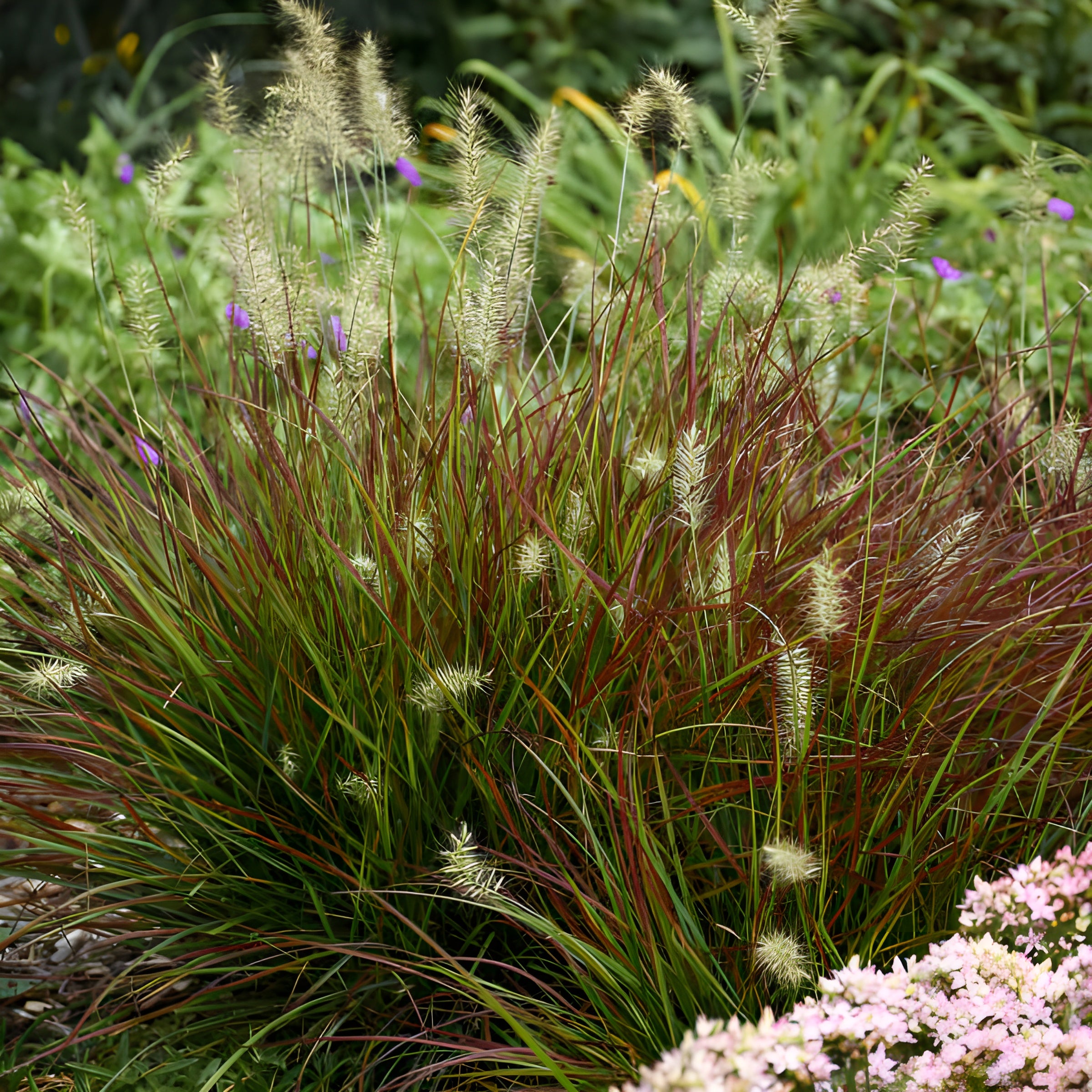 Pennisetum alopecuroides 'Burgundy Bunny' / Rotes Zwerg Lampenputzergras