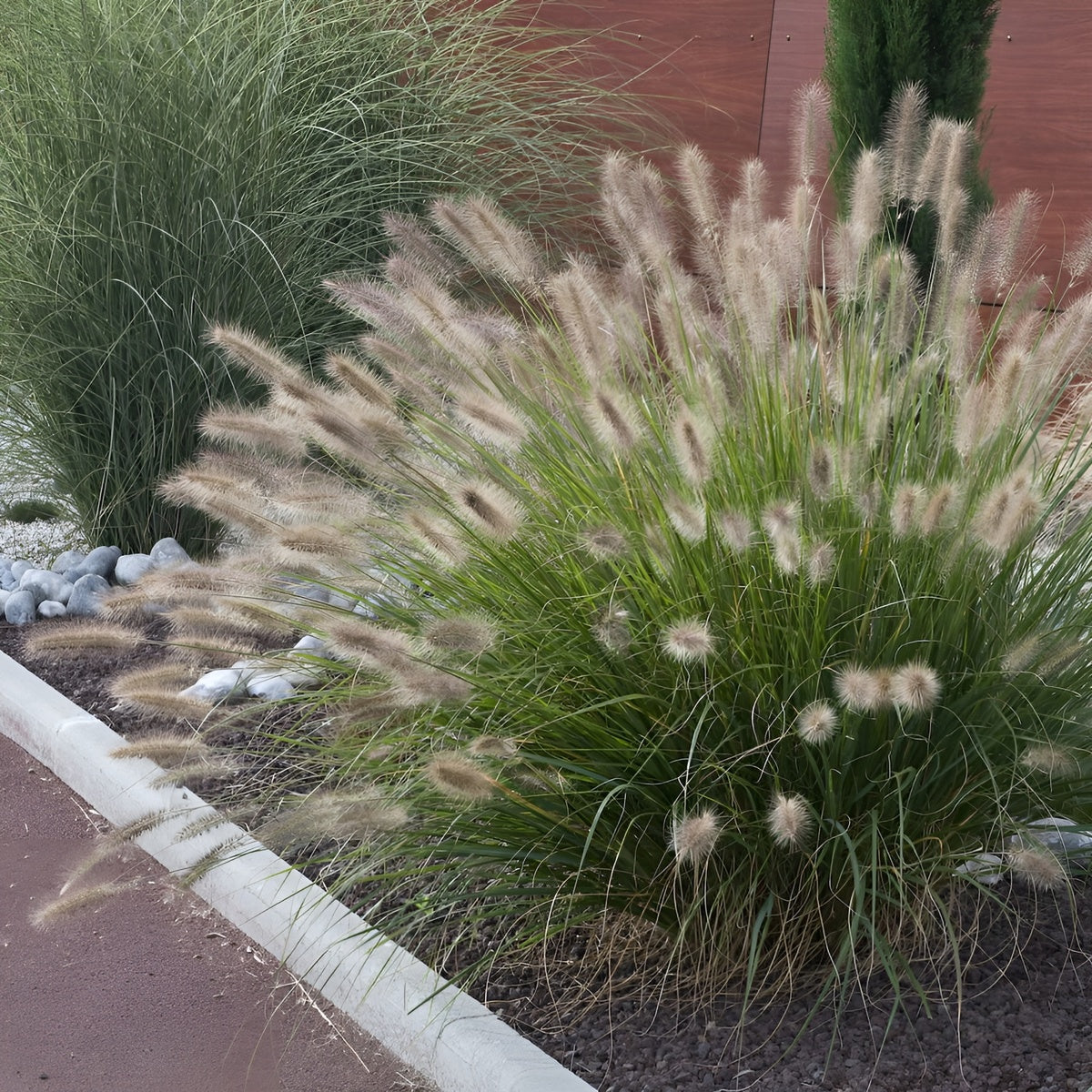 Pennisetum alopecuroides 'Japonicum' / Lampenputzergras