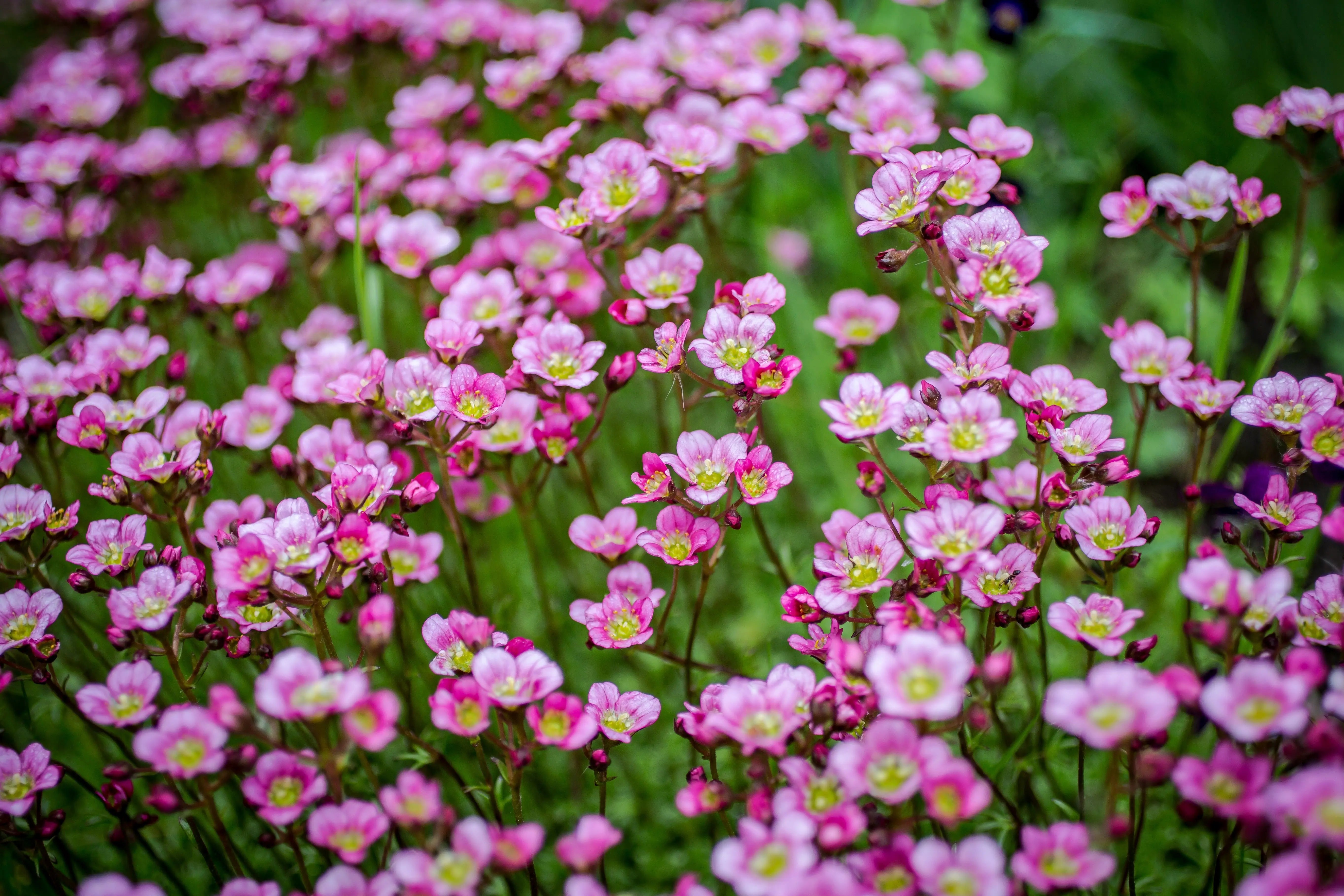 Rosa Moos-Steinbrech Saxifraga x arendsii 'Ice Colours Appleblossom' Staude mit blassen rosa Blüten und grünen Blättern