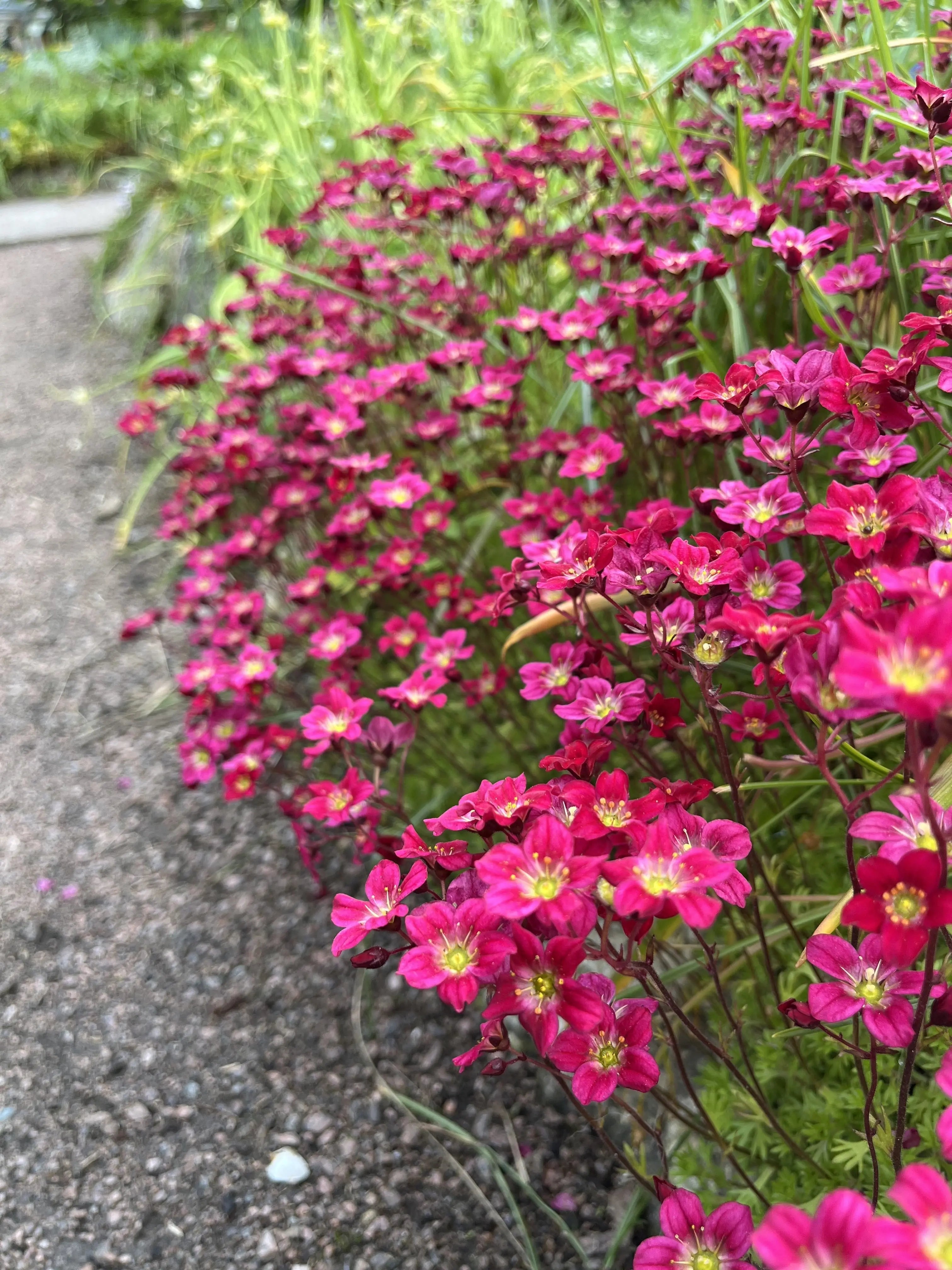 Rote Saxifrage 'Ice Colours Red' Staude, Stauden Gänge, mit grünen Blättern und roten Blüten, Nahaufnahme