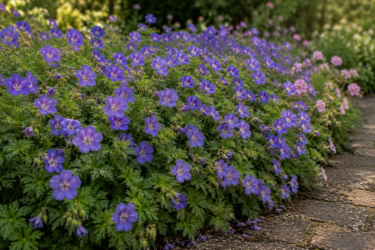 Blauvioletter Storchschnabel Geranium Rozanne als dichtes Polster an einer Beetkante