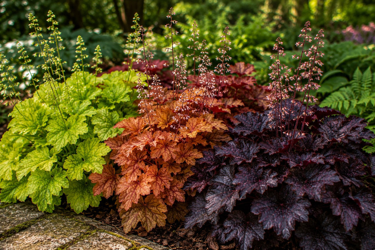 Purpurgloeckchen Heuchera in Limettengruen, Karamell und Schwarzrot an einer Beetkante