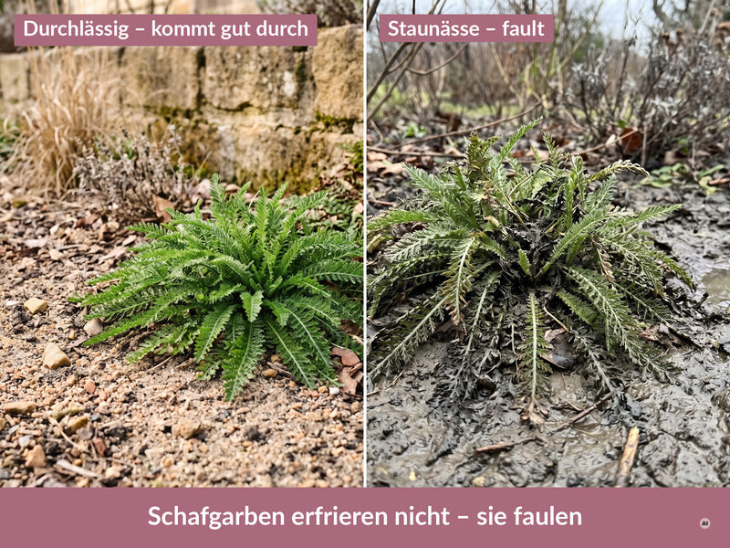 Links durchlässiger Kies, rechts Staunässe im Lehmbeet