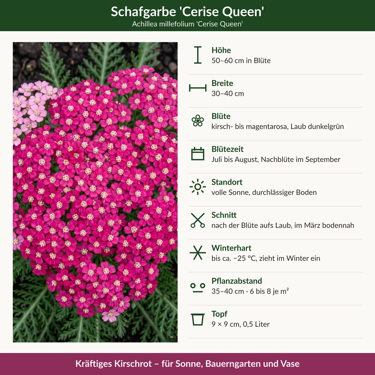 Schafgarbe 'Cerise Queen' – Steckbrief mit Höhe, Breite, Blütezeit, Winterhärte und Pflanzabstand