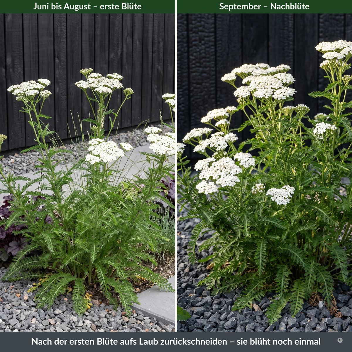 Schafgarbe 'Schneetaler' – erste Blüte im Sommer und Nachblüte im September nach dem Rückschnitt