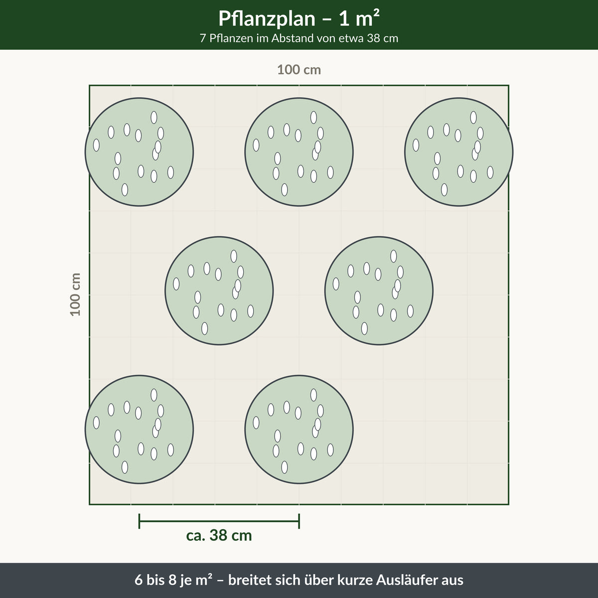 Schafgarbe 'Schneetaler' – Pflanzplan für 1 m² mit 7 Pflanzen im Abstand von etwa 38 cm