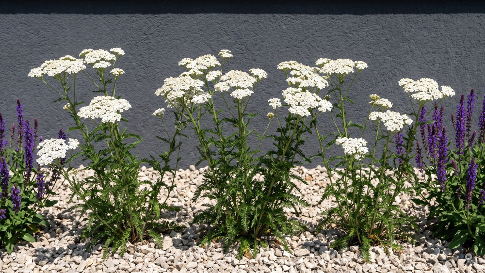 'Schneetaler' in voller Sonne im Kiesbeet