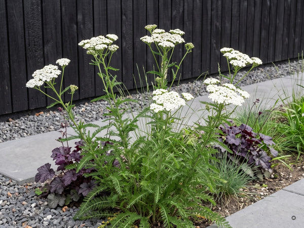 'Schneetaler' im modernen Garten vor dunkler Fassade