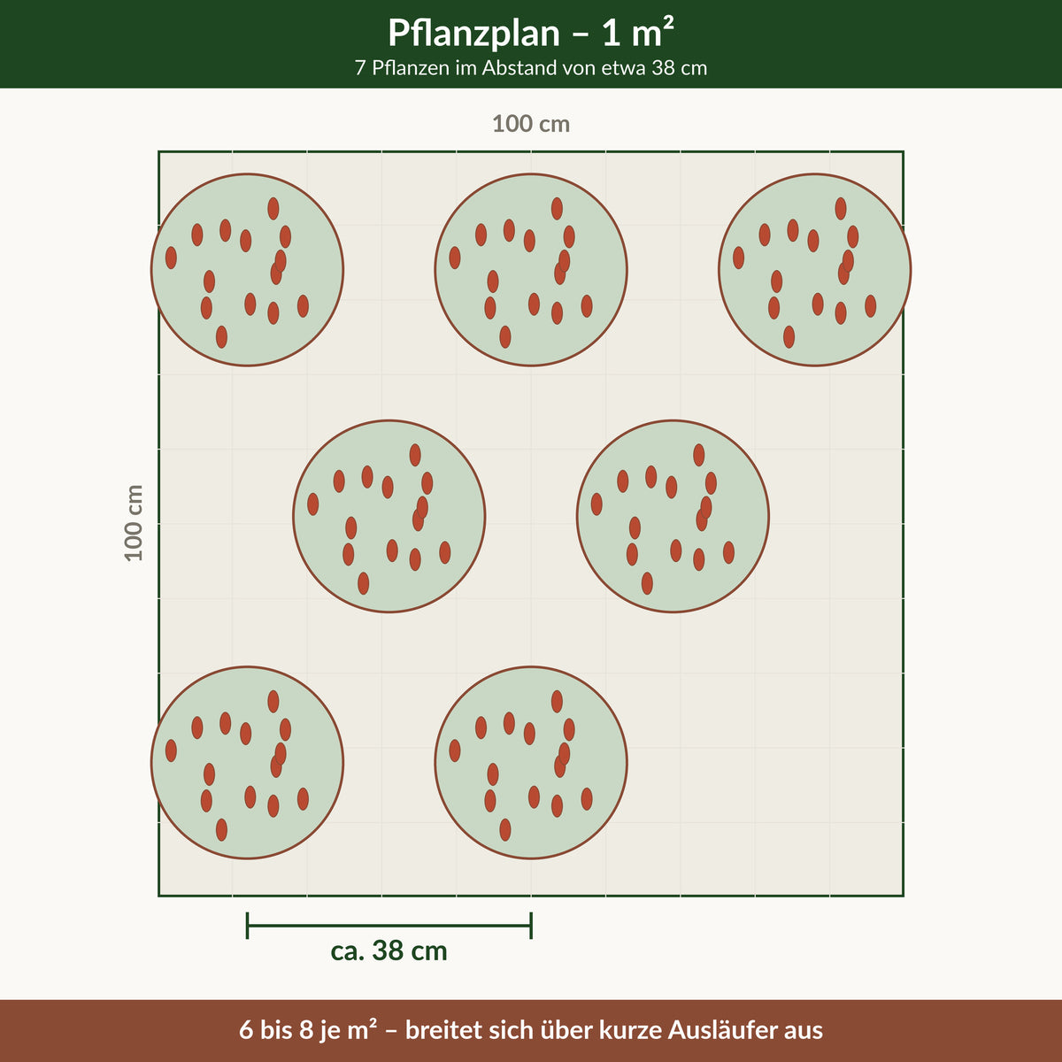 Schafgarbe 'Walther Funcke' – Pflanzplan für 1 m² mit 7 Pflanzen im Abstand von etwa 38 cm