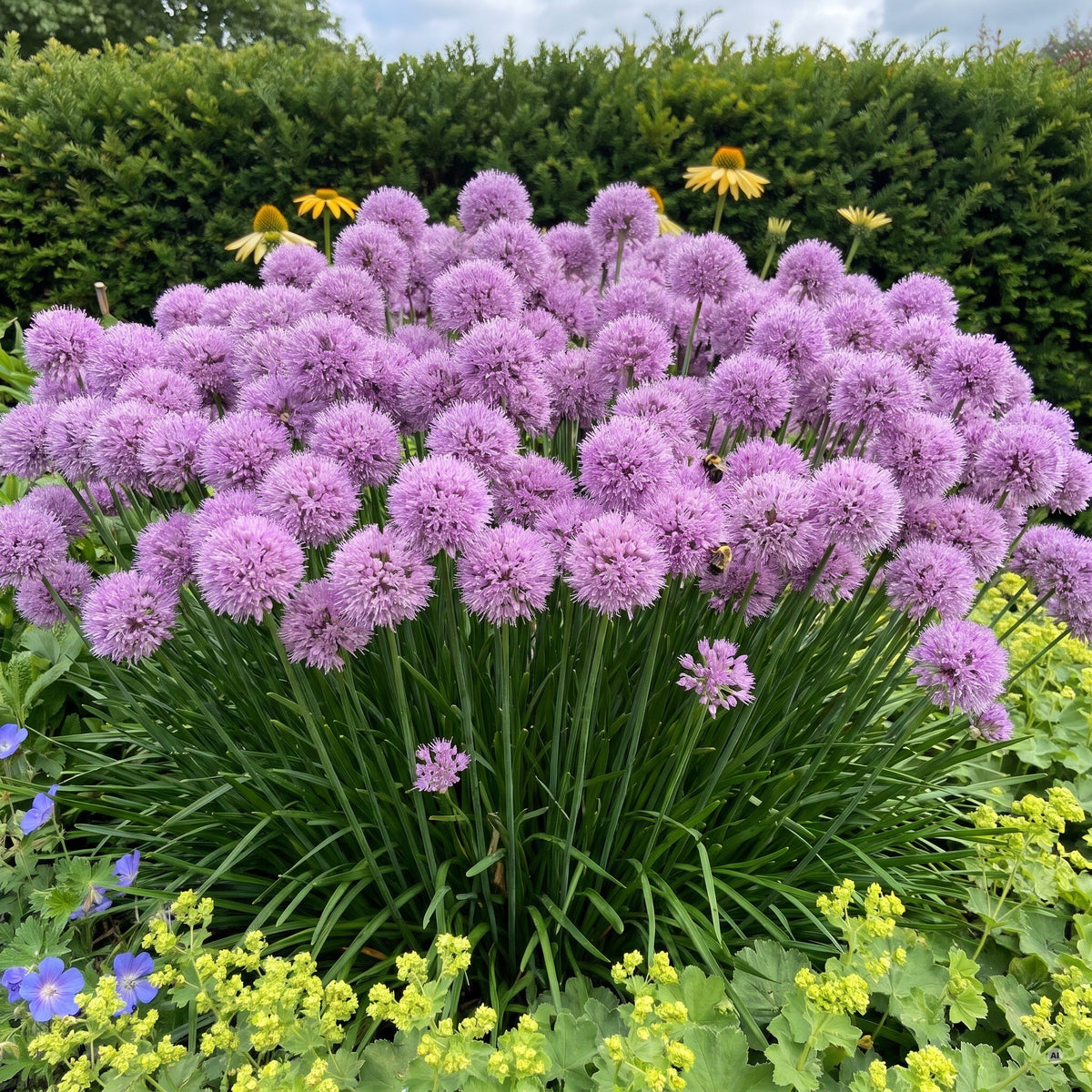 Dichte Kuppel aus vielen lila-violetten Blütenkugeln von Zierlauch Allium 'Millenium' im Juli über schmalem dunkelgrünem Laub, davor Frauenmantel und Storchschnabel, dahinter Eibenhecke und Sonnenhut