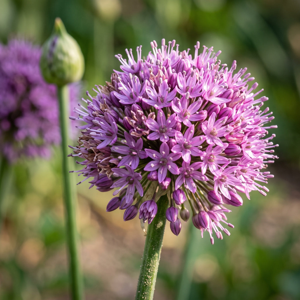 Nahaufnahme einer Blütenkugel von Allium 'Millenium' mit sternförmigen Einzelblüten und hellen Staubfäden