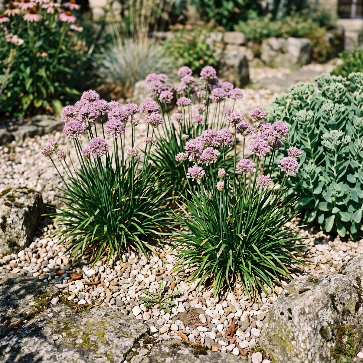 Drei Pflanzen Allium 'Millenium' im Kiesbeet zwischen Findlingen