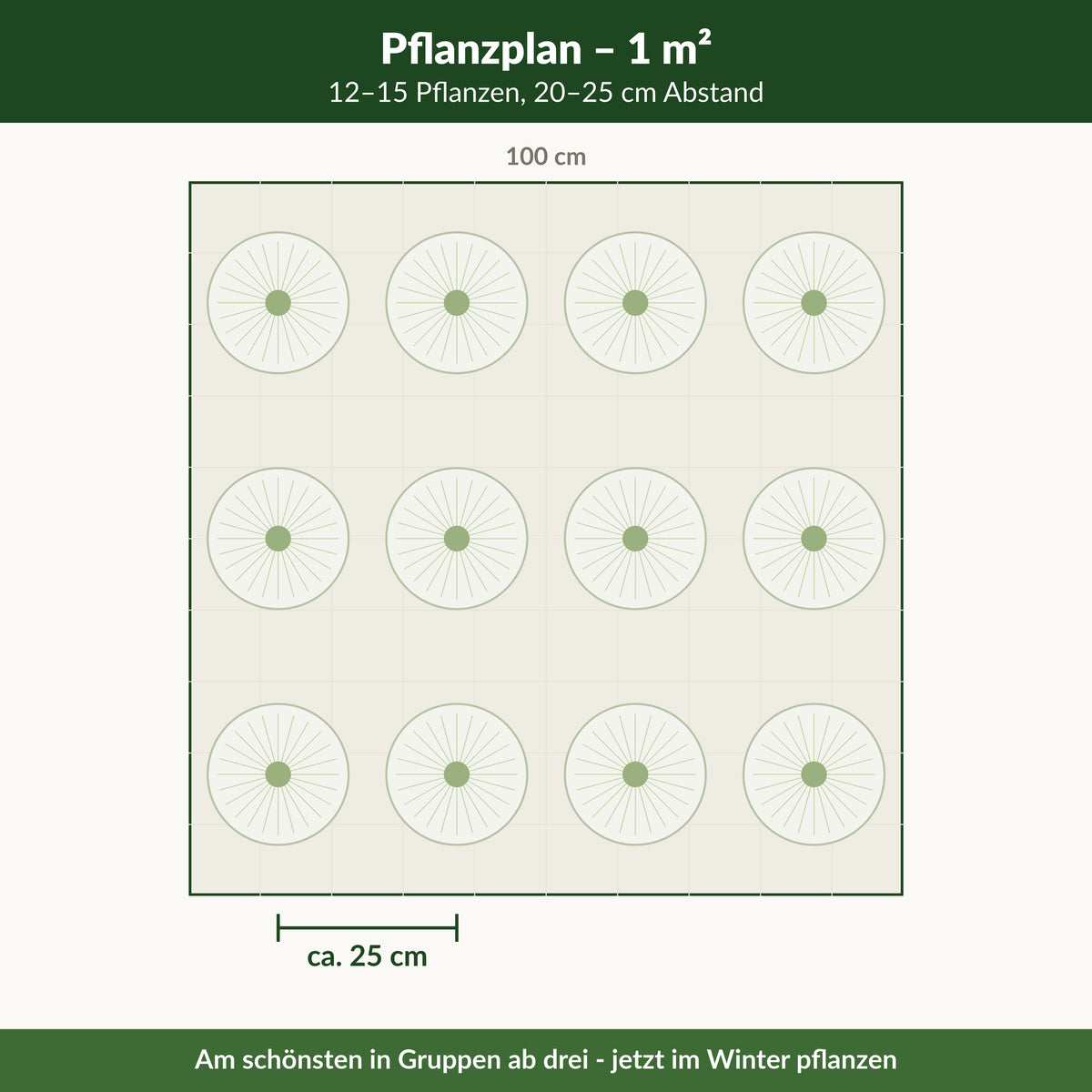 Pflanzplan Allium 'Mount Everest': 12 bis 15 Pflanzen je Quadratmeter, 20 bis 25 cm Abstand