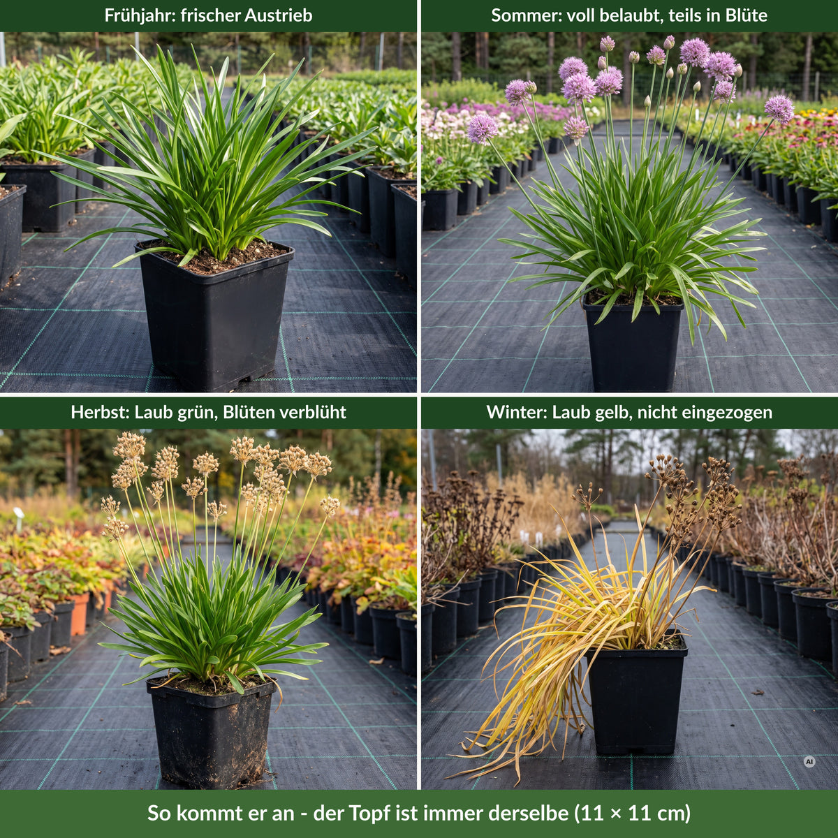So kommt Allium 'Summer Beauty' an: Topf 11 × 11 cm im Freilandquartier – im Frühjahr frischer Austrieb, im Sommer voll belaubt und teils in Blüte, im Herbst grünes Laub mit verblühten Blüten, im Winter gelbes Laub