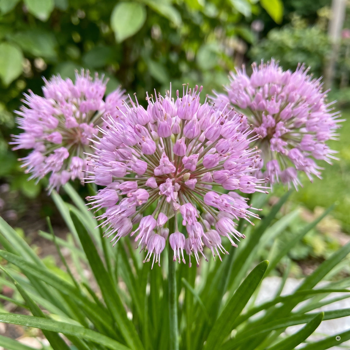 Nahaufnahme der lavendelrosa Blütenkugeln von Allium 'Summer Beauty'