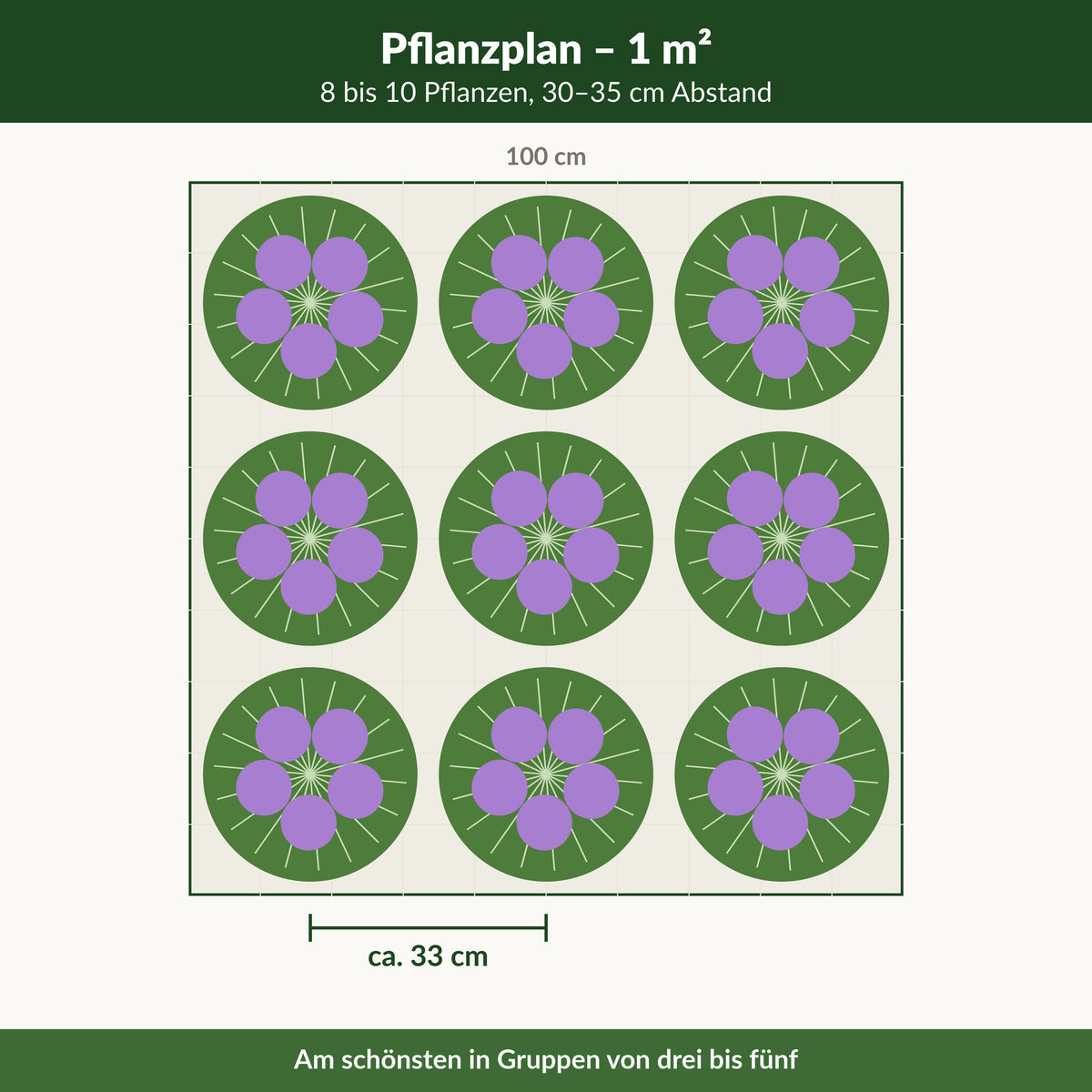 Pflanzplan Allium 'Summer Beauty': 8 bis 10 Pflanzen je Quadratmeter, 30 bis 35 cm Abstand