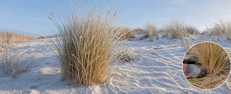 Strandhafer im Winter mit strohfarbenen, aufrecht stehenden Halmen, Detail des geschützten Horstes