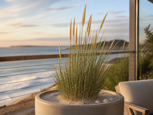 Strandhafer in einem großen Kübel mit Sandabdeckung auf einer Terrasse im Abendlicht