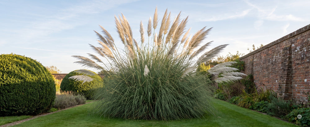 A+ Cortaderia Sunningdale Silver m2