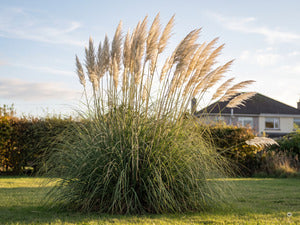 A+ Cortaderia Sunningdale Silver m4