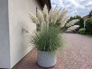 A+ Cortaderia Sunningdale Silver m4