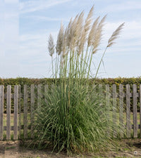 A+ Cortaderia Sunningdale Silver m5