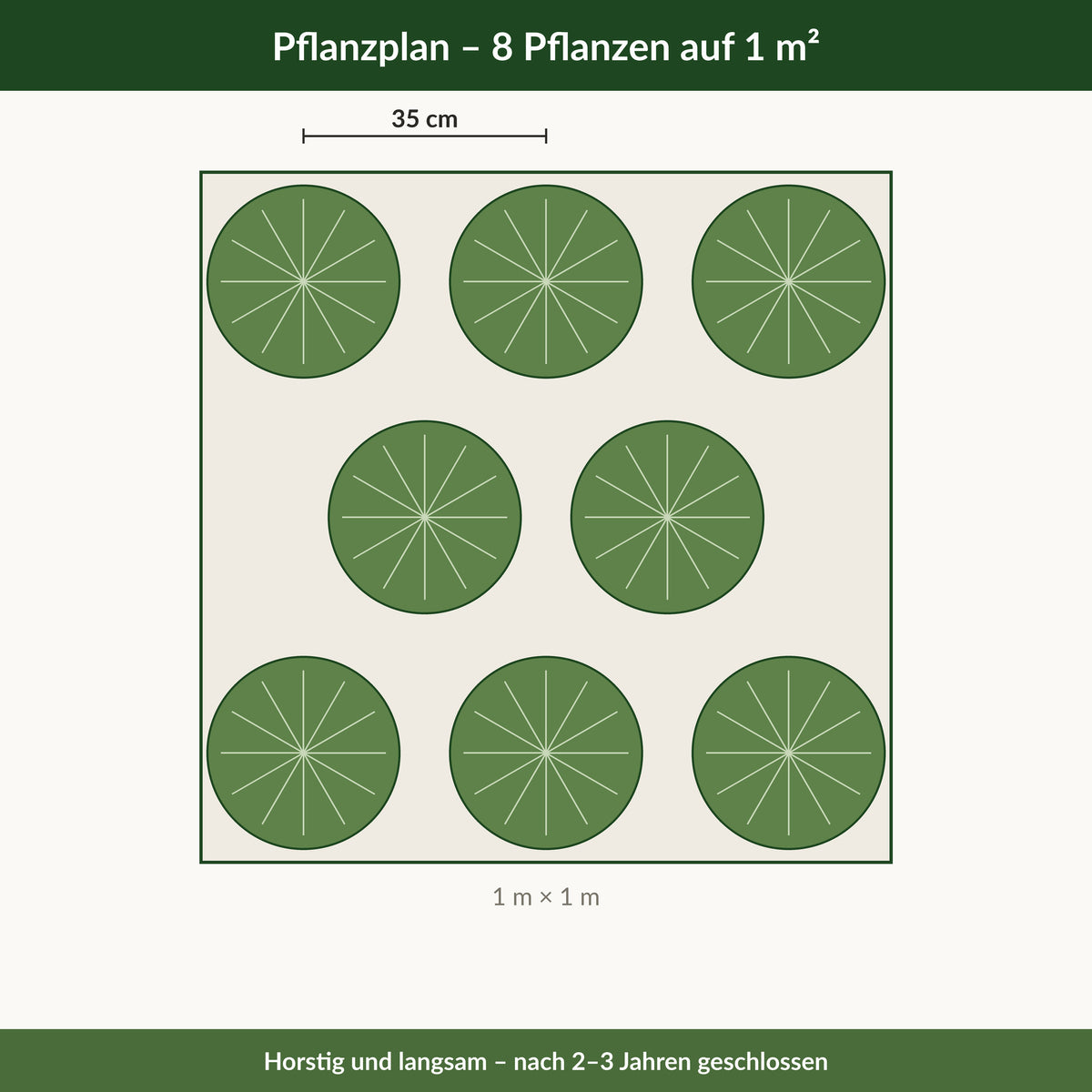 Pflanzplan mit 8 Hirschzungenfarnen auf einem Quadratmeter, 35 cm Abstand