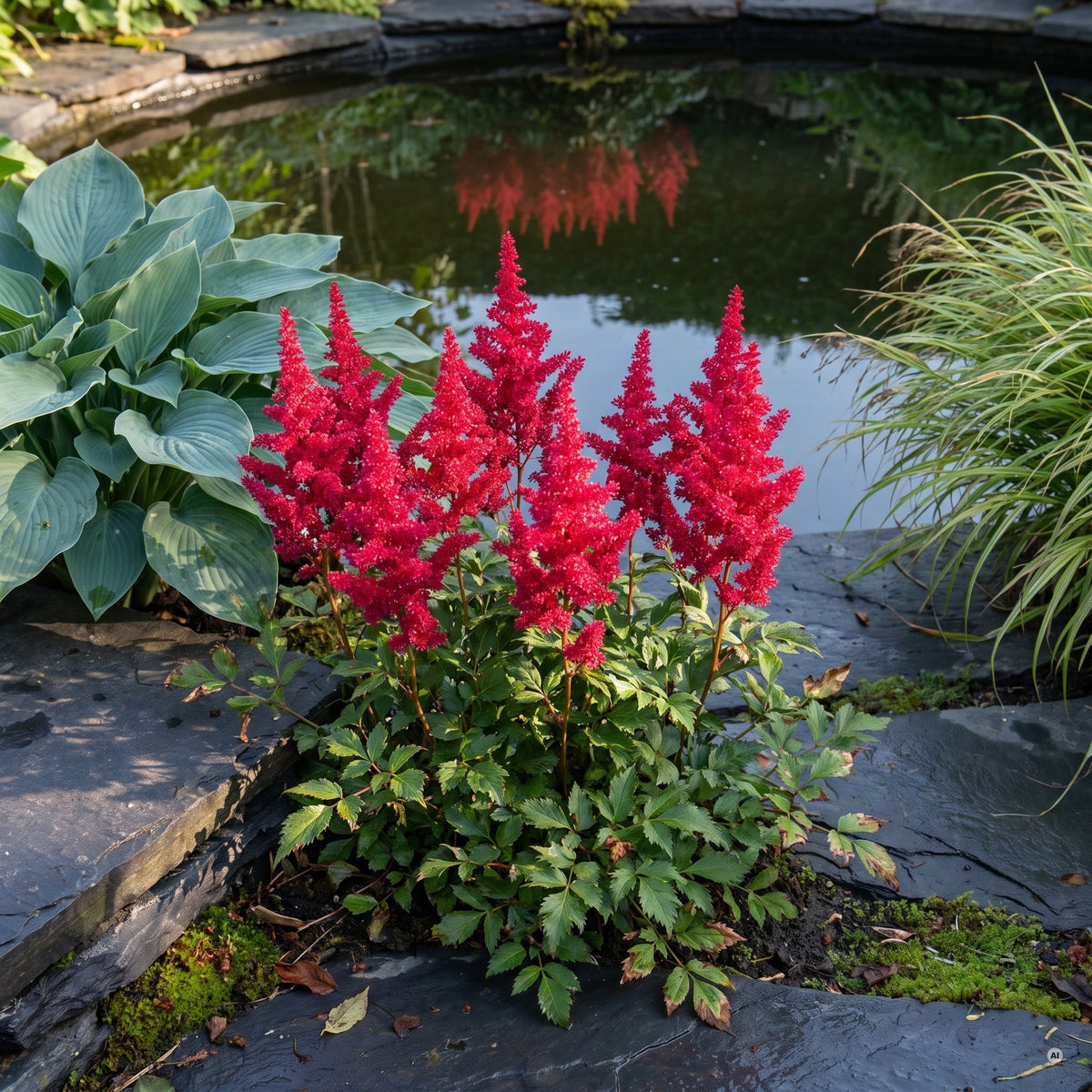Prachtspiere 'Astary Red' in voller Blüte mit kräftig roten Rispen am Teichrand zwischen dunklen Schieferplatten