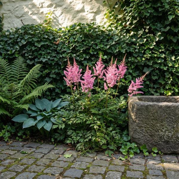 Prachtspiere 'Astary Rose' in voller Blüte mit rosa Rispen vor dunklem Efeu in einem schattigen Innenhof
