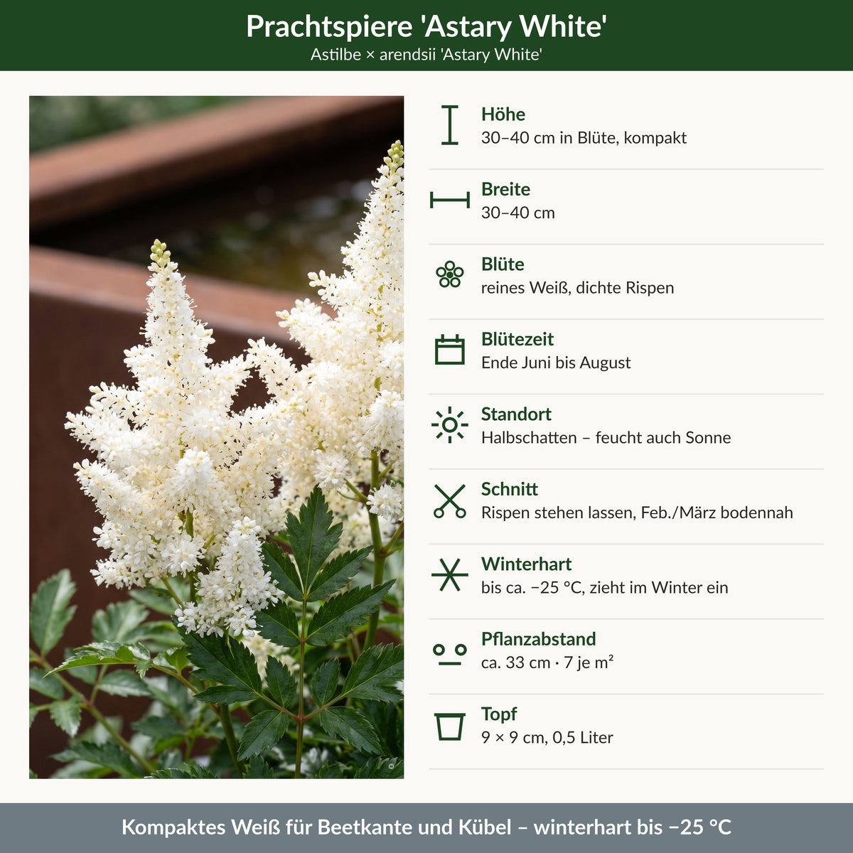 Steckbrief Astilbe 'Astary White': Höhe, Breite, Blüte, Blütezeit, Standort, Schnitt, Winterhärte, Pflanzabstand, Topf